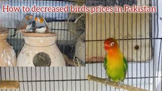 Lovebirds ki price Kam kesay huiHM birds zone29092024 [upl. by Emmye]