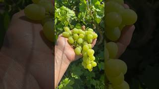 Diamond Muscat Grape [upl. by Sil121]