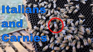 Italian Bees VS Carniolan Bees What we are doing and why I think [upl. by Aday]