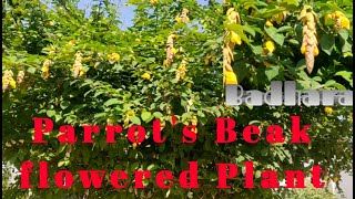 Parrots Beak flowered Ornamental garden Plant Badhara Gmelina philippensis [upl. by Hun]