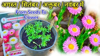 Acroclinium Flower Seeds How To Grow  Acroclinium Seeds Germination [upl. by Nader]