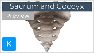 Landmarks of the sacrum and coccyx preview  Human Anatomy  Kenhub [upl. by Ariahay203]