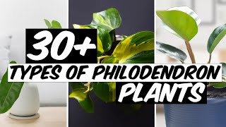 32 Types of Philodendron Plants  The Planet of Greens [upl. by Estele]