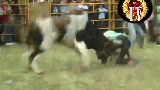 Tercer Dia De Jaripeo 9 De Enero 2015 Eronga Mich [upl. by Catarina]