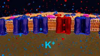 Resting Membrane Potential [upl. by Fraya]