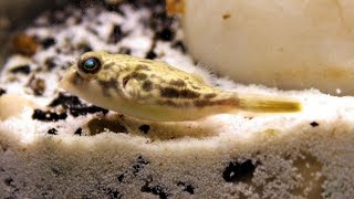 MEET MTOTO  FAHAKA PUFFER  Tetraodon lineatus  20 07 2018 [upl. by Alliw]