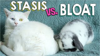 GI Stasis vs Bloat in Rabbits  Save Your Bunnys Life [upl. by Tobiah219]