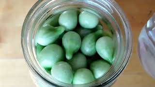 LactoFermented Green Cherry Tomatoes  Basic LactoFermentation  Preserving Your Harvest [upl. by Fermin983]