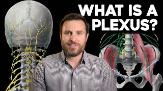 What is a Plexus  Corporis [upl. by Ikkir]