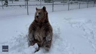 Brown Bear Savors New York Snow [upl. by Nire]