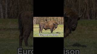 Pic of the day European bison [upl. by Harac]