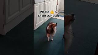 Dog Duet 🐶 Toby Howls To Favourite Tune 🎵 Funny 😂 dog doglover howlingdog howling funnyshorts [upl. by Franciska]