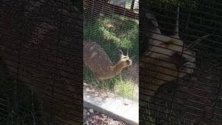 Klipspringer jumps on and off a rock at the Oakland Zoo [upl. by Ihskaneem]