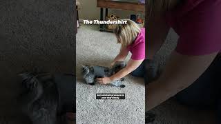 The Thundershirt for Dog Anxiety 😰❤️ pets doganxiety [upl. by Ianahs433]