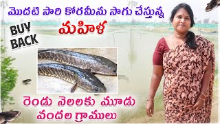 Buy Back తో మహిళ కోరమీను సాగు  Murrel Fish Farming  Korameenu Culture  AgriTech Telugu [upl. by Leontyne259]