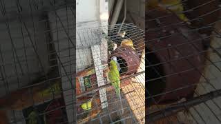 birds soundmind relaxing sound naturesound budgiesound budgiesegghatchingtime budgiegar song [upl. by Dnomad]