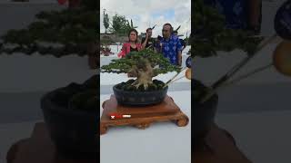 Part 12 Road To Aspac 2024 Ranting Bosman PBBI Gianyar Bali bonsai bonsaitree bonsaiindonesia [upl. by Adnyc]