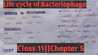 Life cycle of BacteriophageLytic phage Lysogenic phageClass 11 Chapter 5Easy notes [upl. by Amimej841]