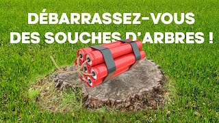 Se débarrasser des vieilles souches darbres avec une rogneuse [upl. by Eisak]