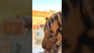 Mini Zoo Big Surprise 😍🏡 Shehr Main Dihat  Turab And Sibtain [upl. by Ashlee]