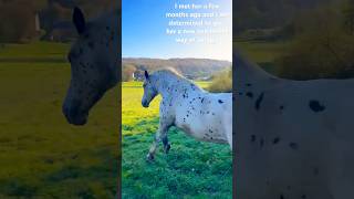 Abandoned horse gets a new life She is amazing🧡drafthorse cross equestrian training rescue [upl. by Wordoow]