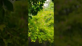 Nature calling relaxing nature relaxingmusic meditationmusic [upl. by Pani]