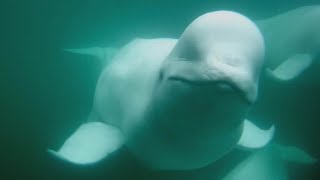 Beluga Boat Underwater Cam  81624 [upl. by Yerak]