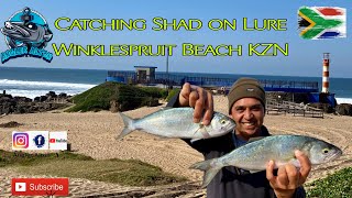 Catching Shad on Lure at Winklespruit Beach  Fishing in Durban KZN [upl. by Othe]