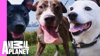 Five Insanely Cute Dog Moments From Pit Bulls amp Parolees  Pit Bulls amp Parolees [upl. by Ailaza]