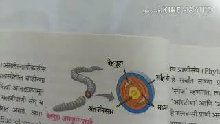 Germ Layers  Diploblastic and Trophoblastic Body Cavity  Body Segmentation in Marathi for 10th st [upl. by Egoreg]