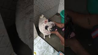 4 bar naha Chuka trending youtubeshort shortsfeed viralvideo ytshorts pugdog [upl. by Ecidnacal]