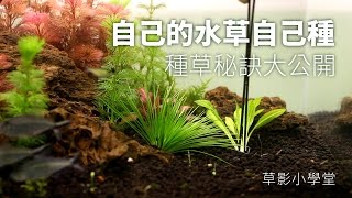 自己的水草自己種！種草秘訣大公開｜草影小學堂 [upl. by Otir629]