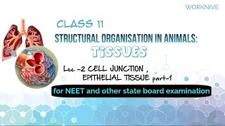 lec 2 cell junctions and classification of epithelial cells l part 1 l Animal tissue l NEET 2025 l [upl. by Dumond]