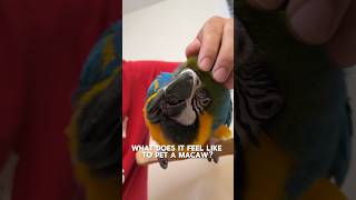 What Does it Feel Like to Pet a Macaw [upl. by Germaun]