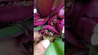 Rhoeo plant shorts rhoeoplant gardening sapcollege vikarabad yourbiologyteacher [upl. by Chafee]