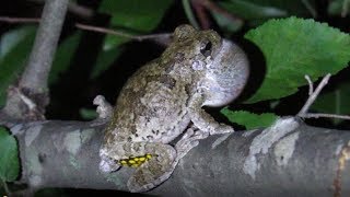 Copes Gray Tree Frog Call [upl. by Cotsen]