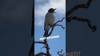 Best Aussie Butcherbird  Take it away Barry australian birds shorts 🕺🥰😇 [upl. by Dyson]