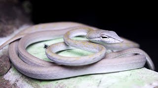 White Oriental Whip Snake Juvenile Singapore Snakes [upl. by Doloritas]