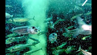 マイワシ Japanese sardineJapanese pilchard Sardinops melanostictus [upl. by Shaylynn179]