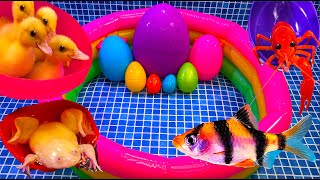 Colorful Surprise Eggs Duck Ducklings Lobster Snake Koi Fish Frog Butterfly Fish Goldfish [upl. by Eiznyl]