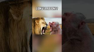 Lion vs Baboon🔥shortsytshortsamazingfacts wildlife animals [upl. by Thaddus]