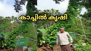 കാച്ചിൽ കൃഷി  Kachil Krishi Malayalam  How To Plant Kachil In Malayalam  How To Grow Kachil [upl. by Rayshell]