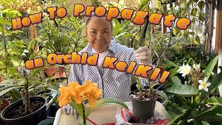 How to Propagate a Dendrobium Orchid Keiki  StepbyStep Guide to Grow a New Orchid Plant 🌿🌸 [upl. by Erme970]