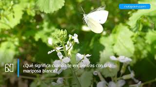 ¿Qué significa cuando te encuentras con una mariposa blanca [upl. by Cash]