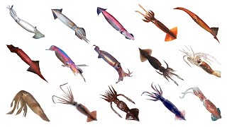 Types Of Flying Squids  Species Of Flying Squids  Flying Squids [upl. by Eirffej]