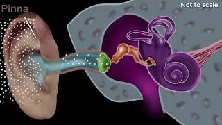 Human ear  structure amp working  Sound  Physics  Khan Academy [upl. by Asilanom]