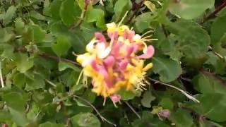 Lonicera caprifolium medicinal plant Honeysuckle [upl. by Sweeney]