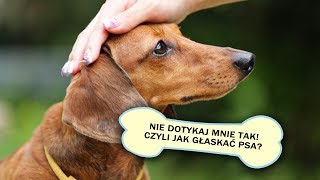 JAK GŁASKAĆ PSA [upl. by Anauqed]