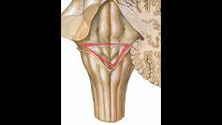 Médula oblongada cara posterior [upl. by Letnoj]