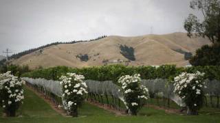 Wine success for Blenheim  Roadside Stories [upl. by Hardwick]